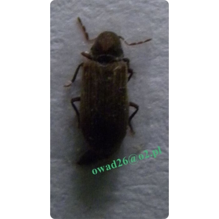 Anobium punctatum (De Geer, 1774) Kołatek domowy